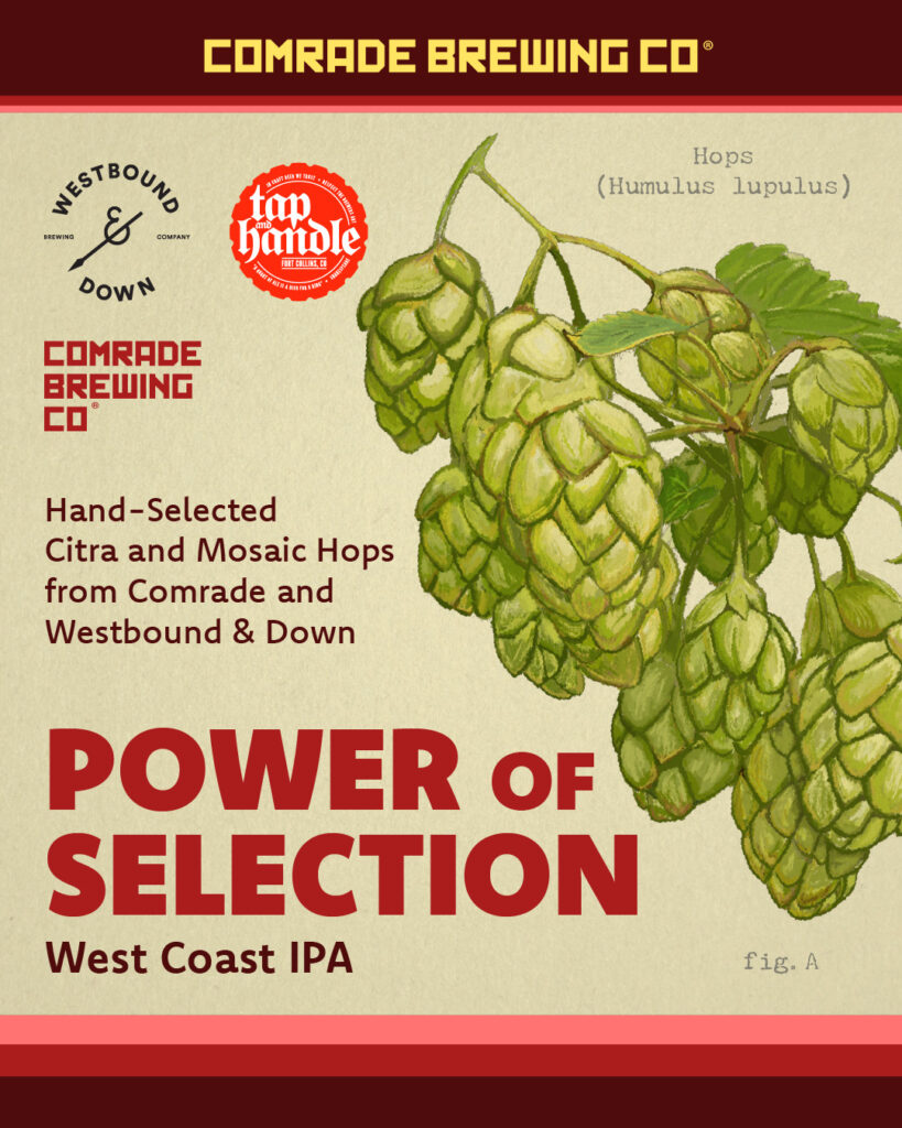 Comrade Brewing Co, Westbound & Down Brewing Company, Tap and Handle Fort Collins, CO. Hops (Humulus lupulus) Hand-Selected Citra and Mosaic Hops from Comrade and Westbound & Down. Power of Selection West Coast IPA. fig. A